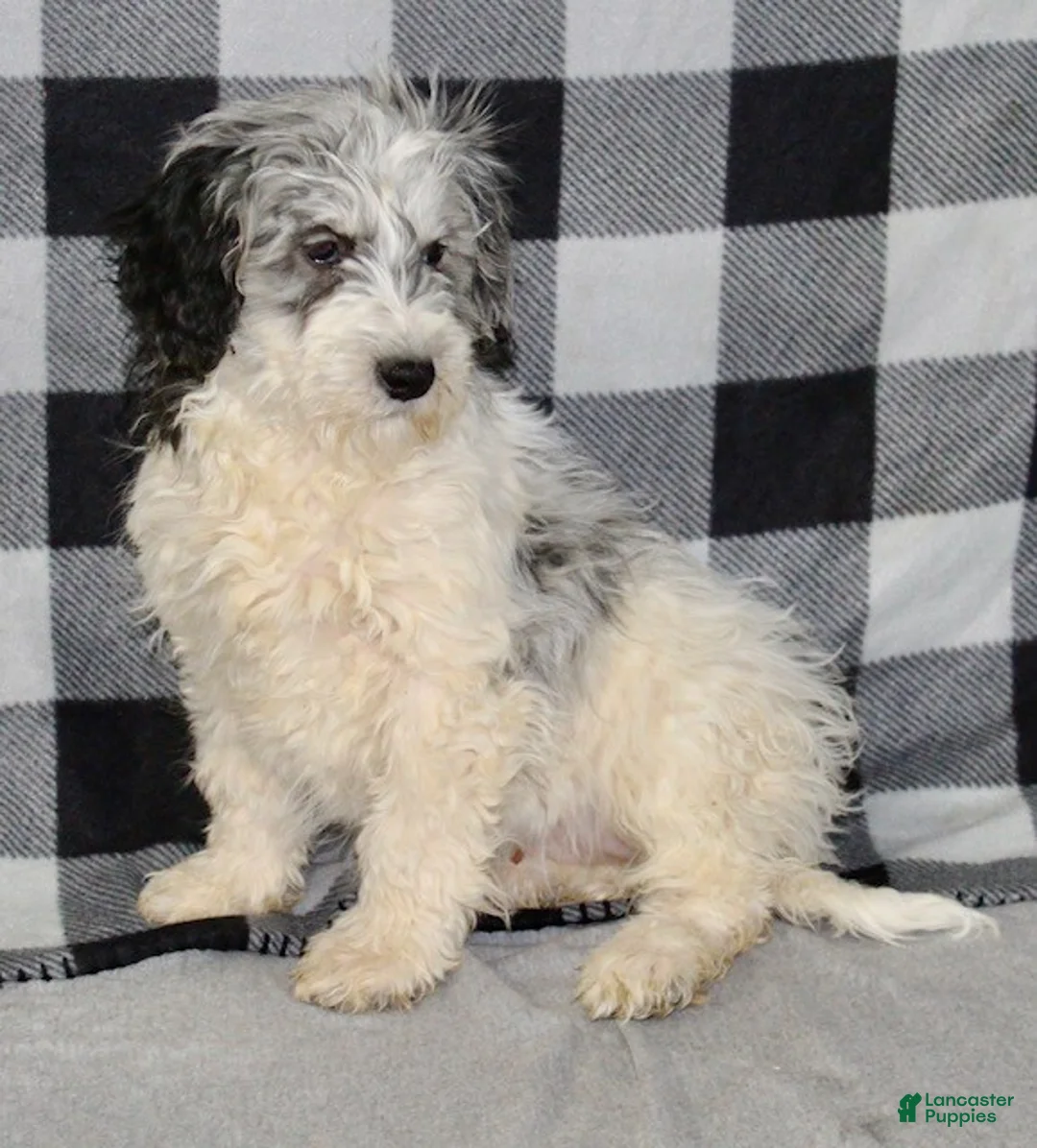 Mixed Breed dogs for sale: Rosie - Ad 4