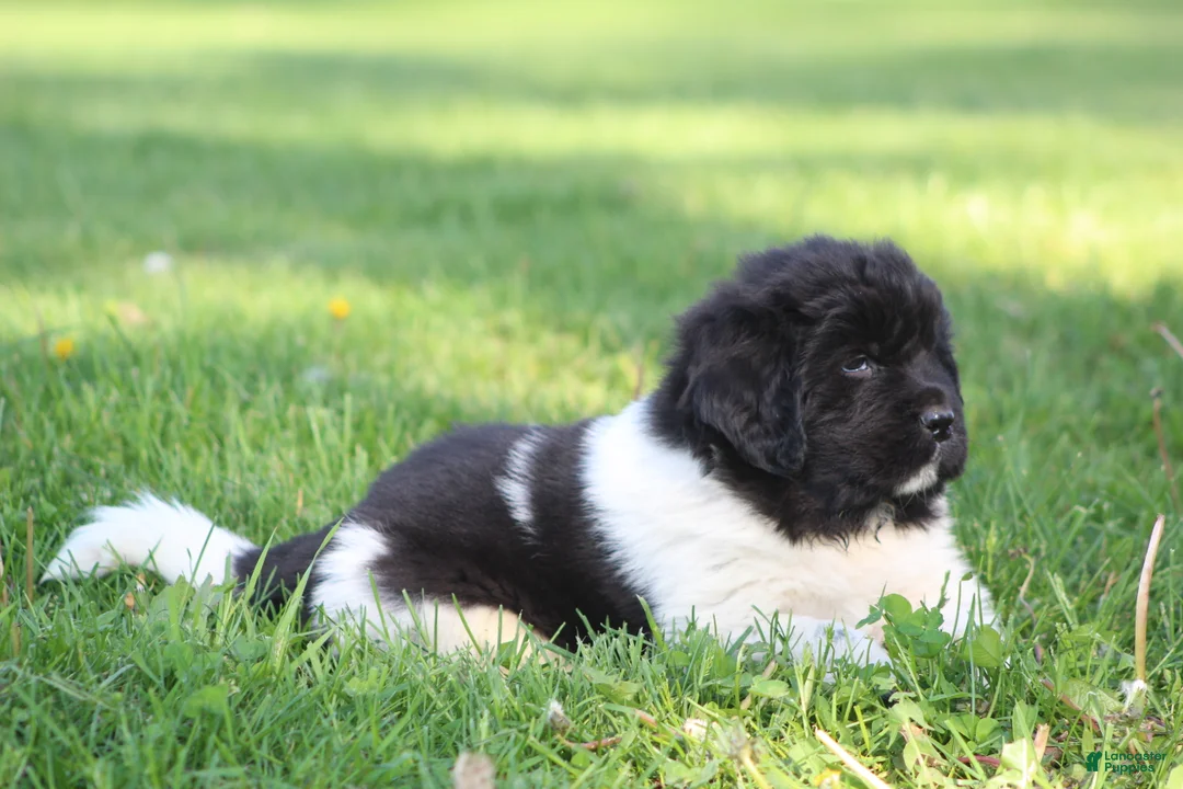 Newfoundland dogs for sale: Murphy  - Ad 2
