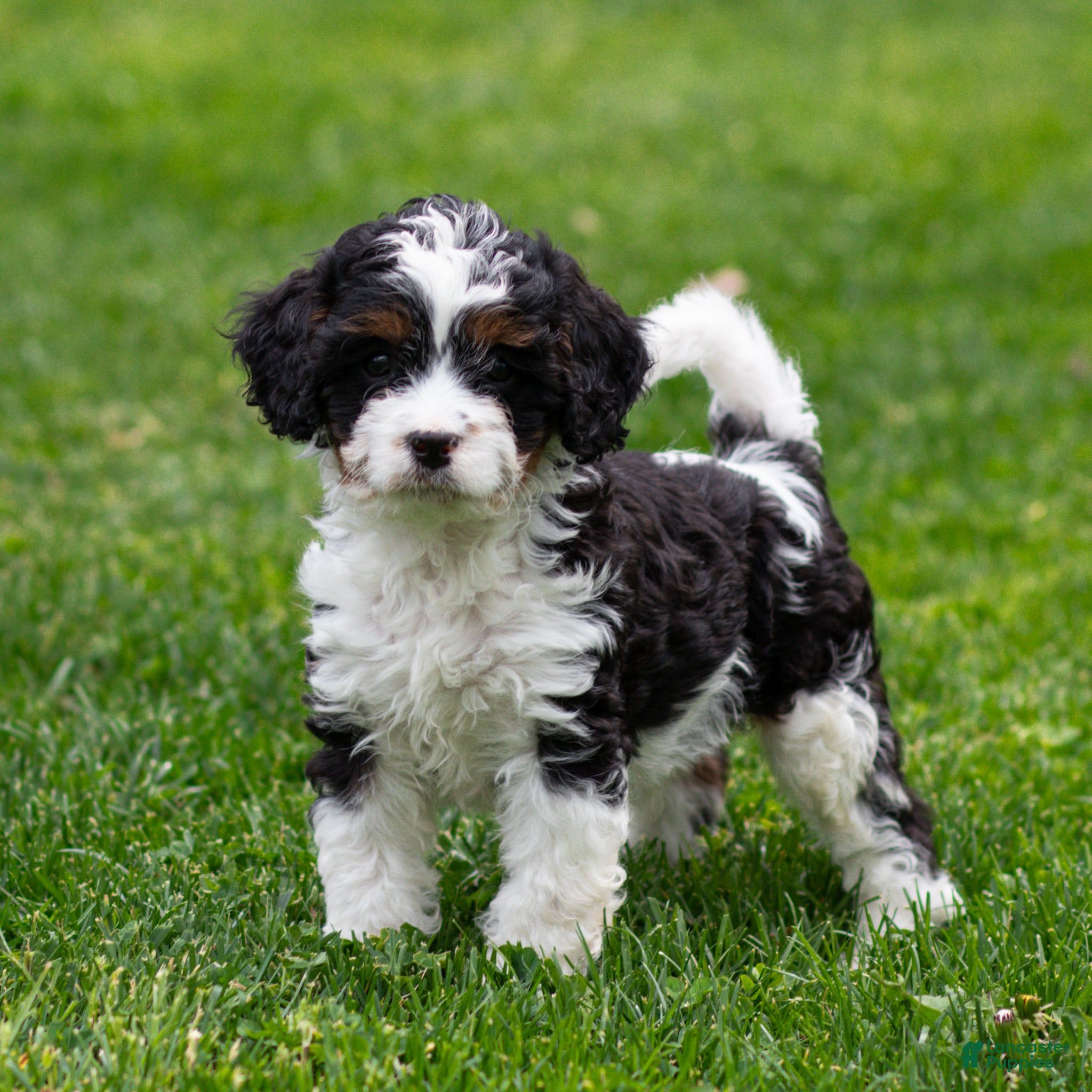 Cavapoo dogs Echo Cavapoo Puppy  - Ad 1