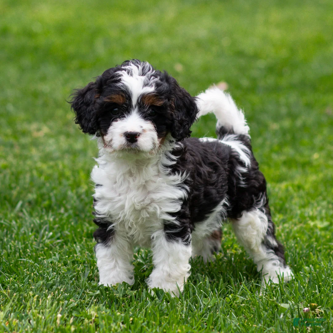 Cavapoo dogs for sale: Echo Cavapoo Puppy  - Ad 1
