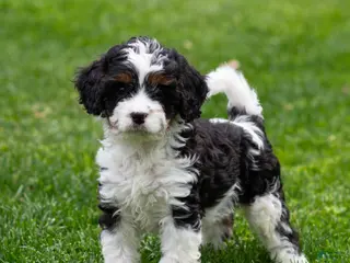Cavapoo dogs for sale: Echo Cavapoo Puppy - Ad 3