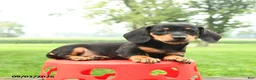 Miniature Dachshund dogs for sale: Chocolate - Ad 3