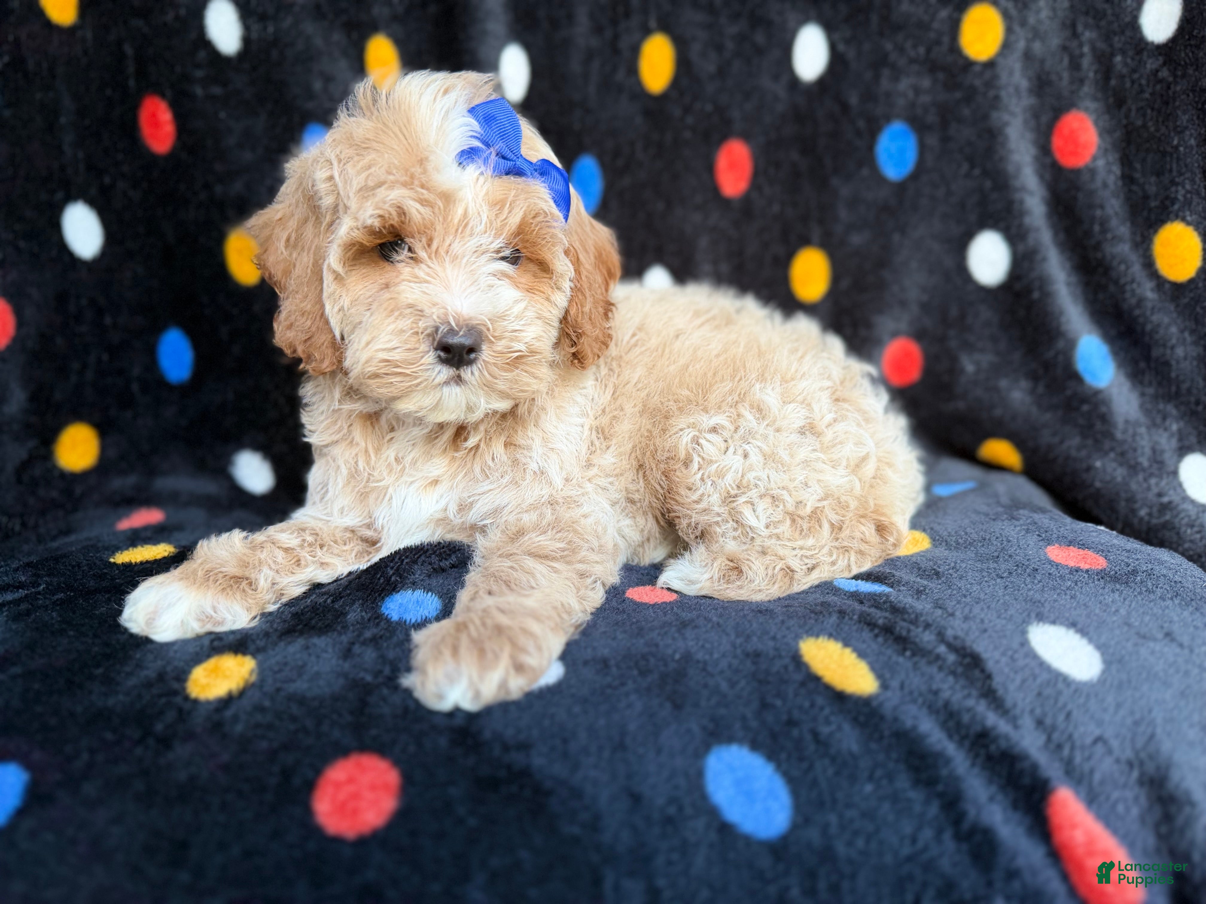 Cockapoo dogs Hazel - Ad 29