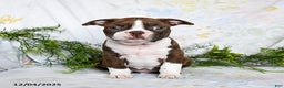 Boston Terrier dogs for sale: Berry - Ad 4