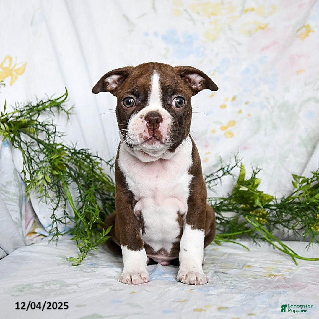 Boston Terrier dogs for sale: Berry - Ad 4