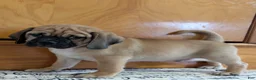 Puggle dogs for sale: Chance  - Ad 11