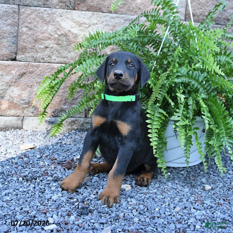 Doberman Pinscher dogs Pretzel - Ad 2