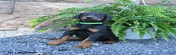 Doberman Pinscher dogs for sale: Pretzel - Ad 2