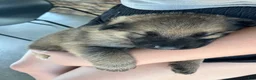 German Shepherd dogs for sale: Buck - Ad 8