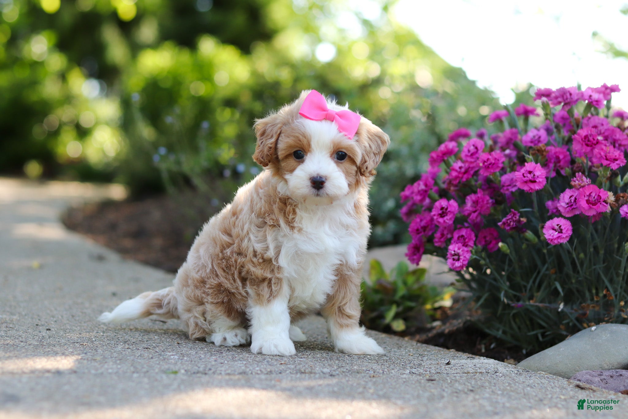 Cavapoo dogs for sale: Haven - Ad 8
