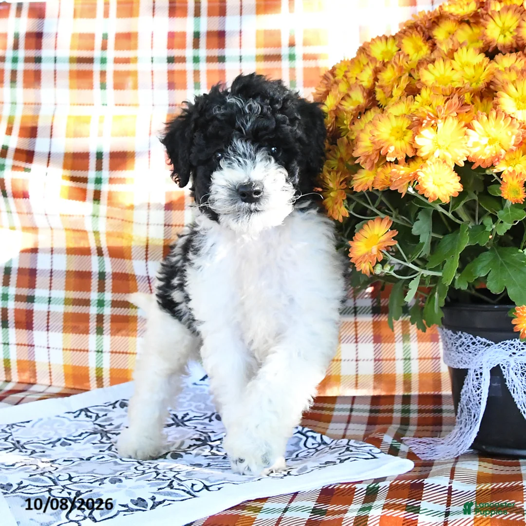 Mini Goldendoodle dogs for sale: Abby - Ad 1