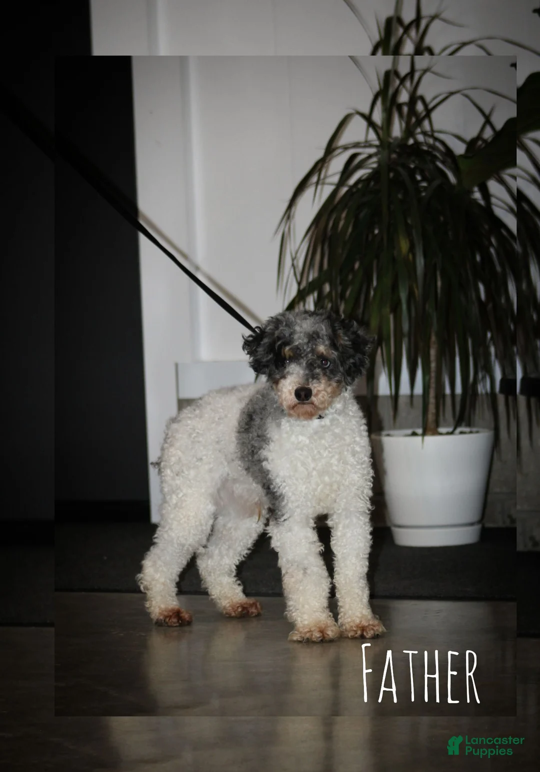 Cavapoo dogs for sale: Mickey - Ad 7
