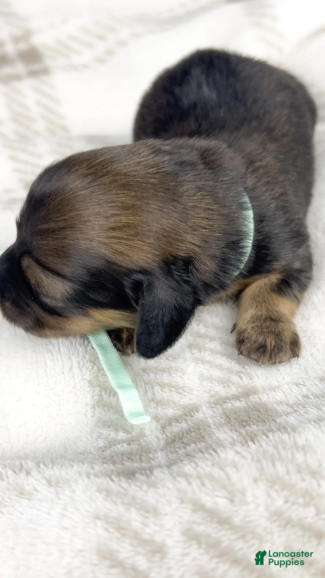 Miniature Dachshund dogs for sale: Coca-cola - Ad 2