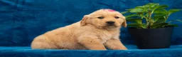 Golden Retriever dogs for sale: Tania - Ad 5