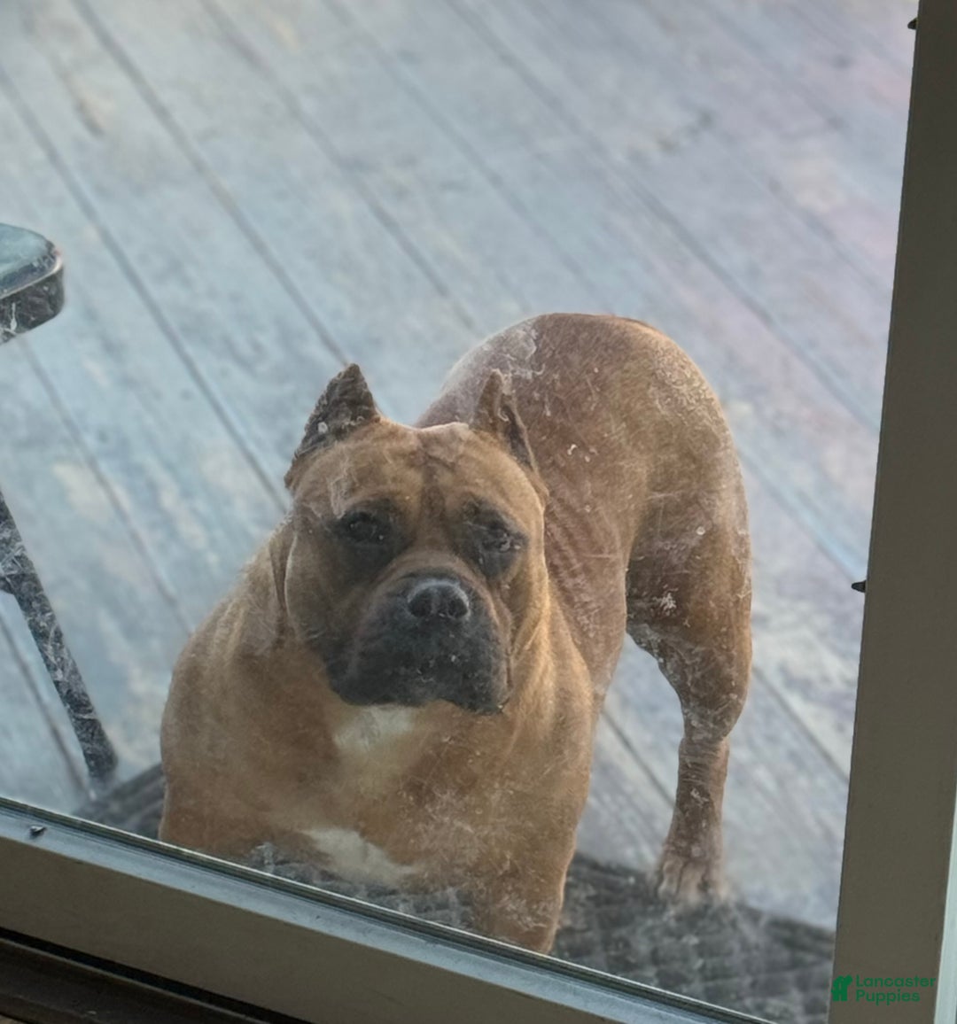 American Bully dogs for sale: American Bully  - Ad 2