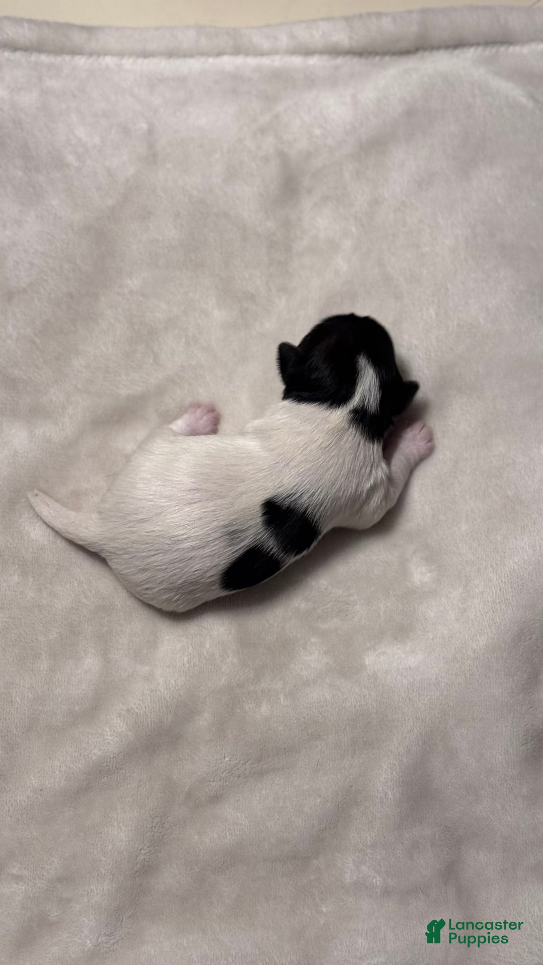 Mixed Breed dogs for sale: Maise - Ad 4