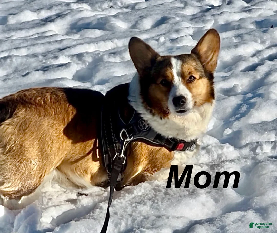 Welsh Corgi Pembroke dogs for sale: Gus Tailed Baby ❤️ - Ad 5