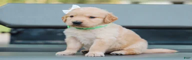 Alva ACA Golden Retriever Pup