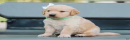 Golden Retriever dogs for sale: Alva ACA Golden Retriever Pup - Ad 1