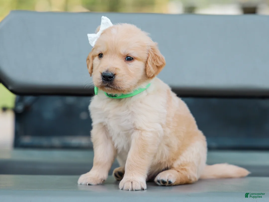 Golden Retriever dogs for sale: Alva ACA Golden Retriever Pup - Ad 1