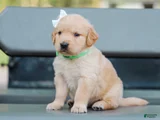 Alva ACA Golden Retriever Pup