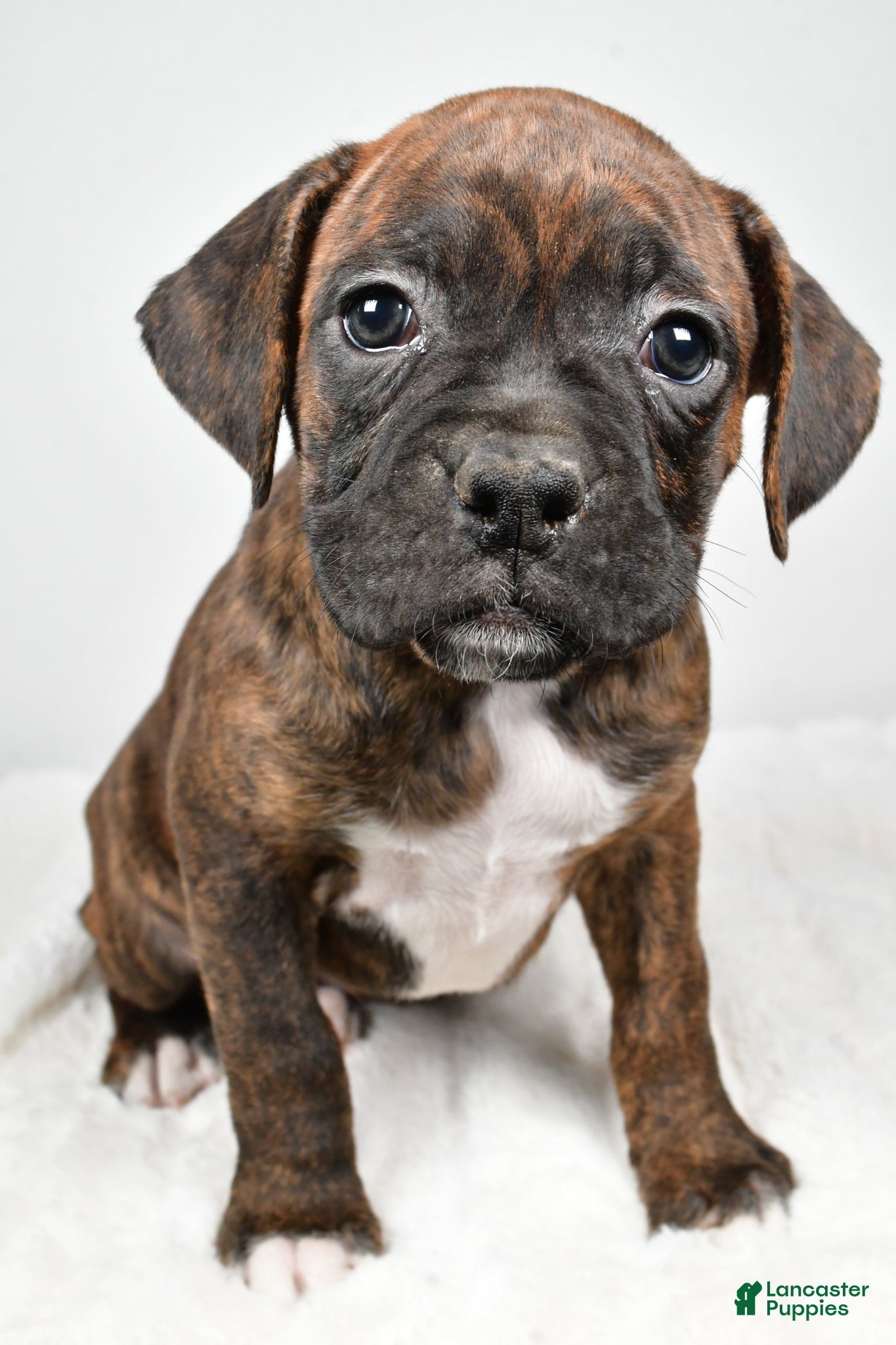 Boxer dogs Roxy - Ad 1