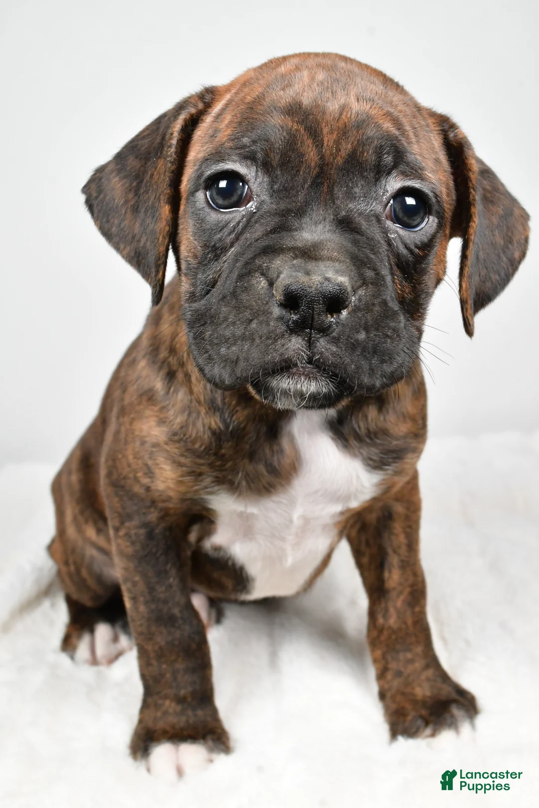 Boxer dogs for sale: Roxy - Ad 1