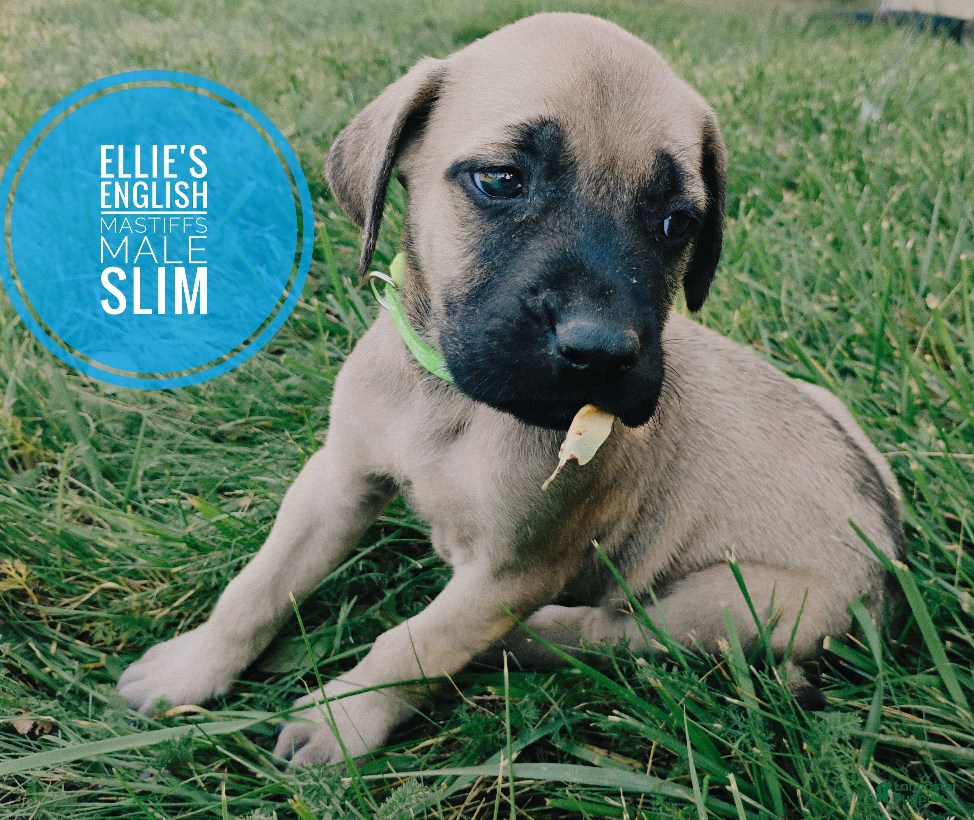 English Mastiff dogs Slim - Ad 2