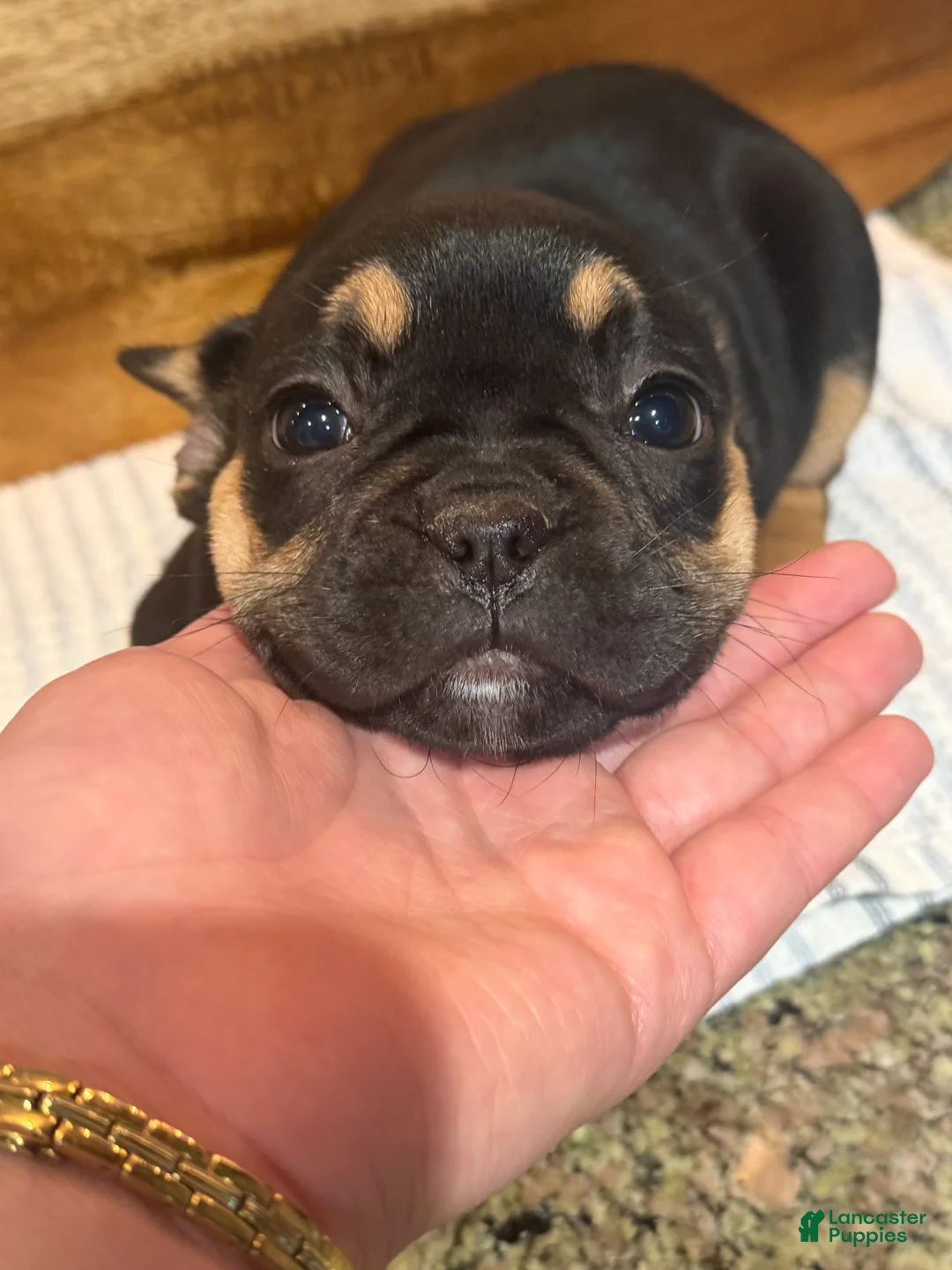French Bulldog dogs for sale: Muffin - Ad 1