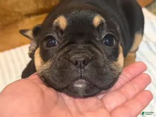 French Bulldog dogs for sale: Muffin - Ad 3