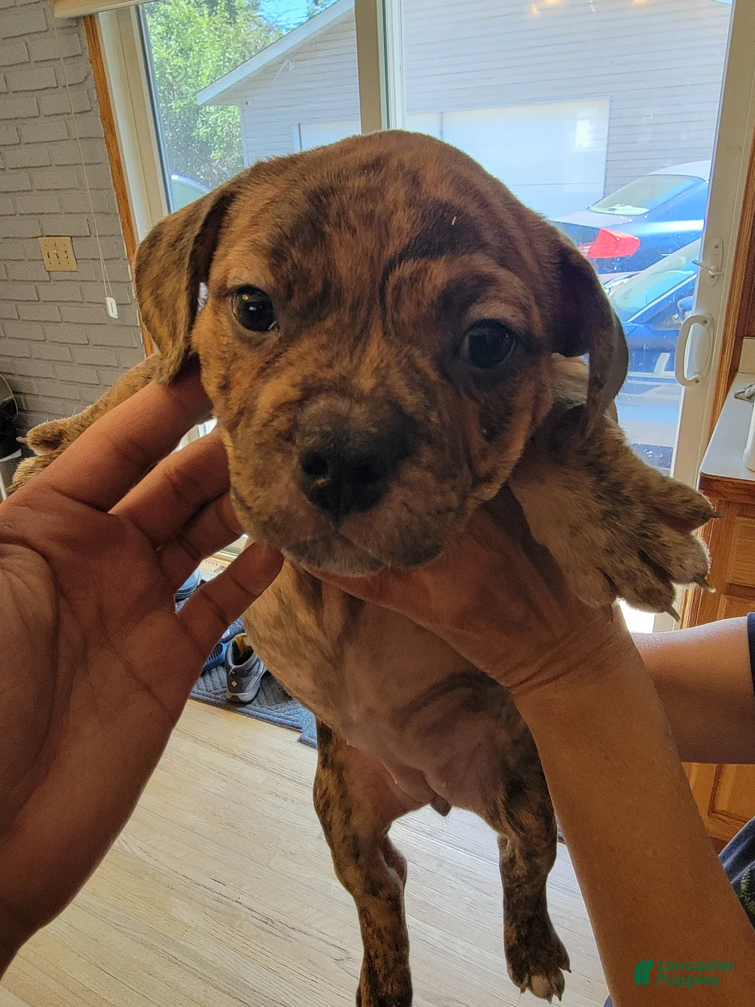 American Bully dogs for sale: American Bully 3 - Ad 2