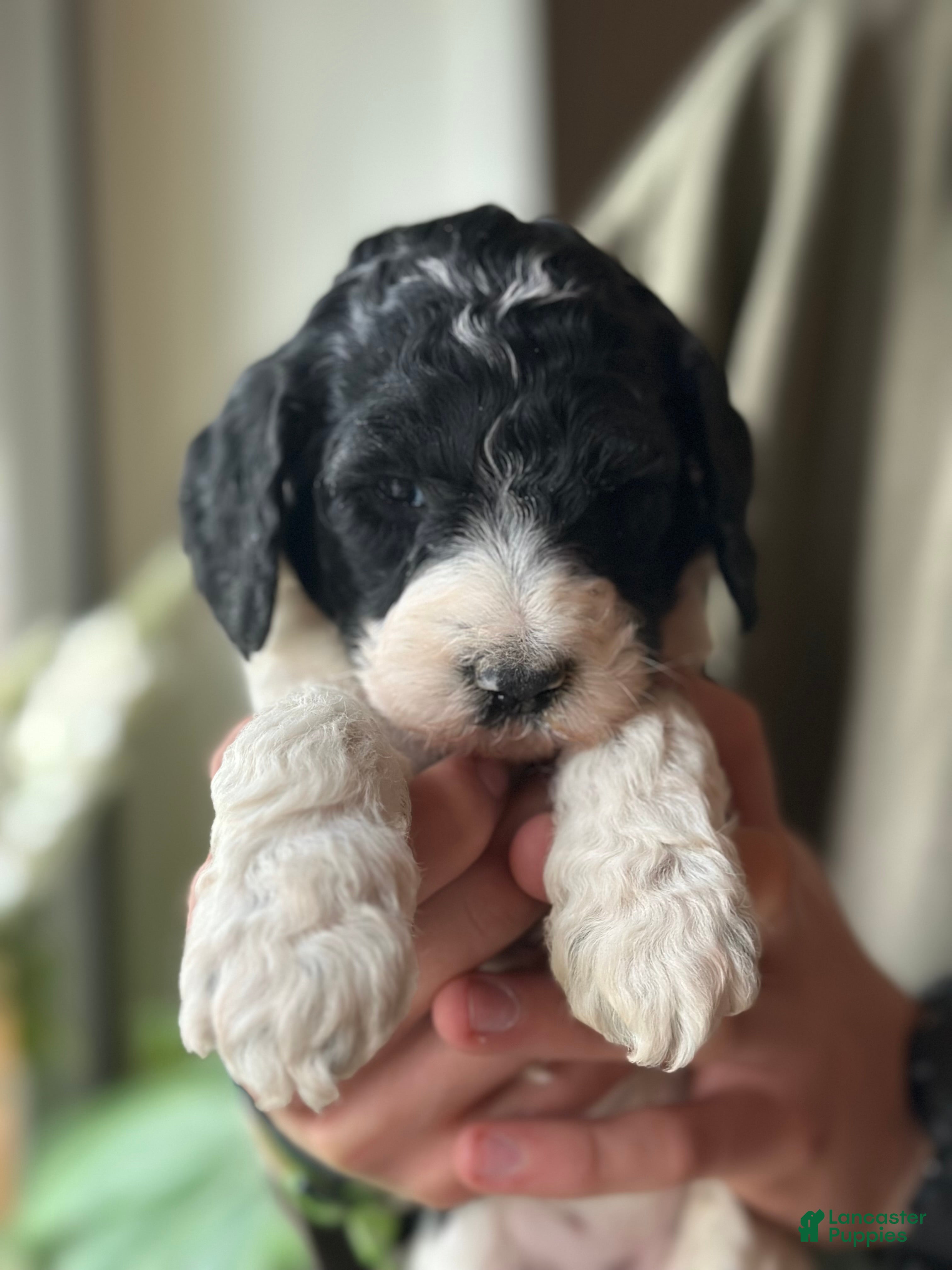 Standard Poodle dogs Standard Poodle Puppy 7 - Ad 1