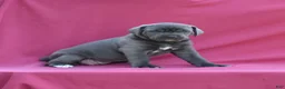 Cane Corso dogs for sale: Vesper - Ad 3