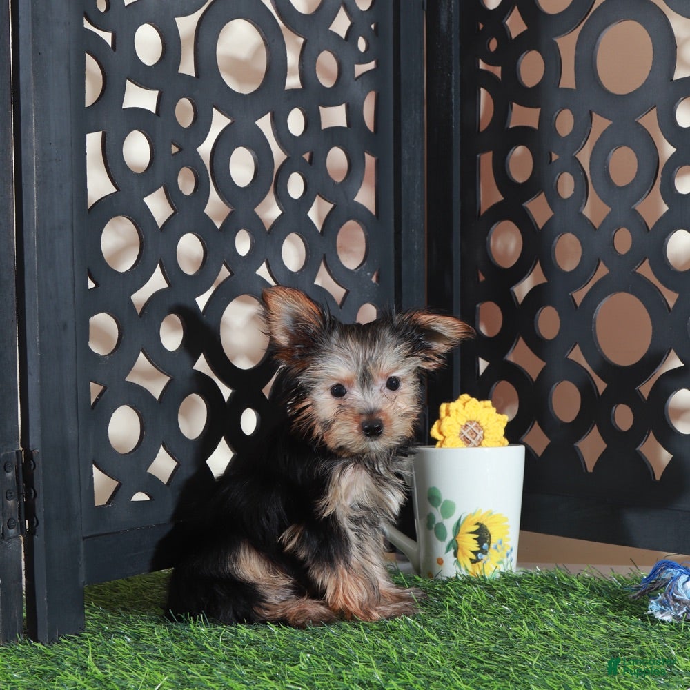 Yorkshire Terrier dogs Brutus Adorable ACA Teacup Yorkie  - Ad 2