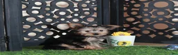 Yorkshire Terrier dogs for sale: Brutus Adorable ACA Teacup Yorkie  - Ad 2