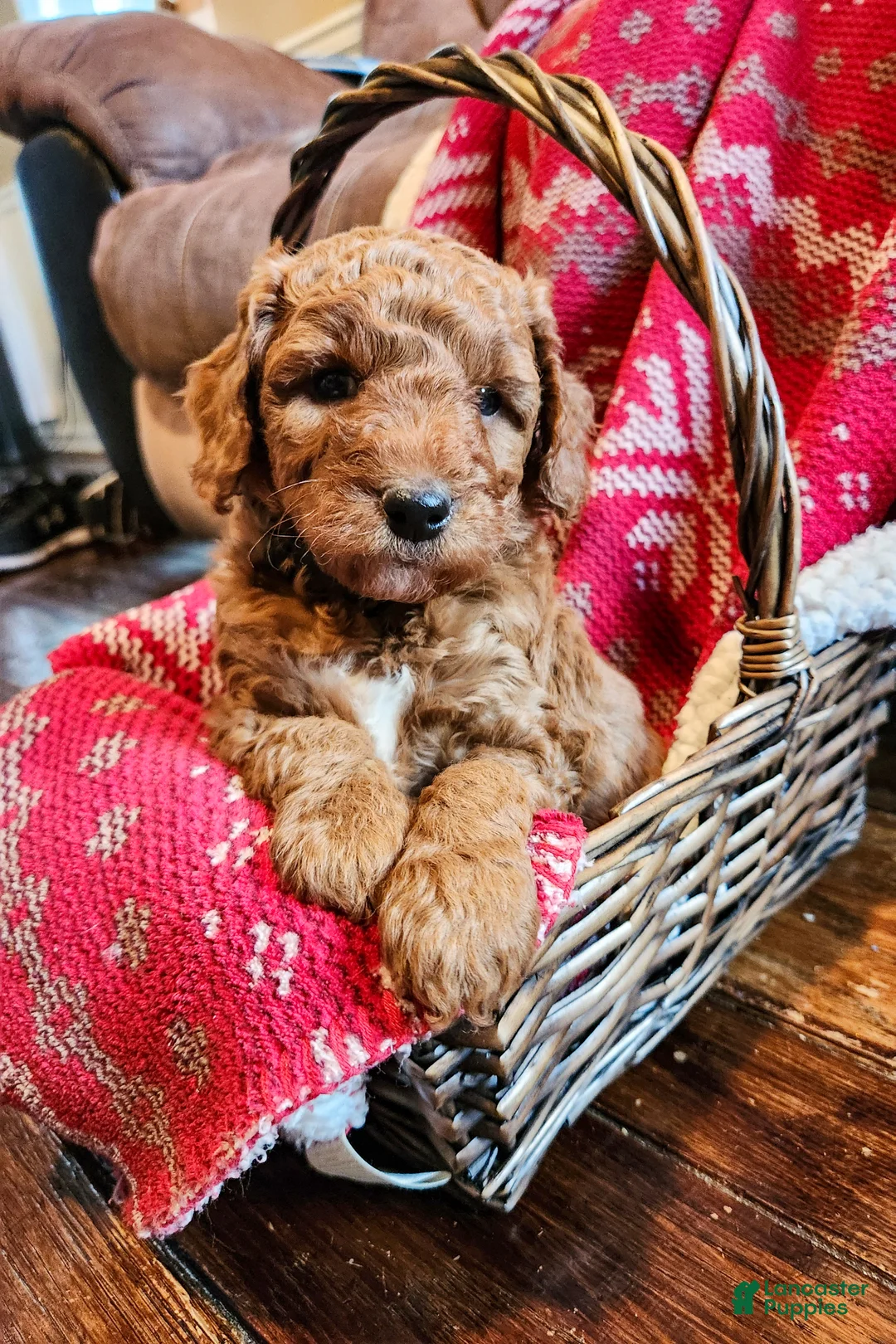 Mini Goldendoodle dogs for sale: Mocha - Ad 3