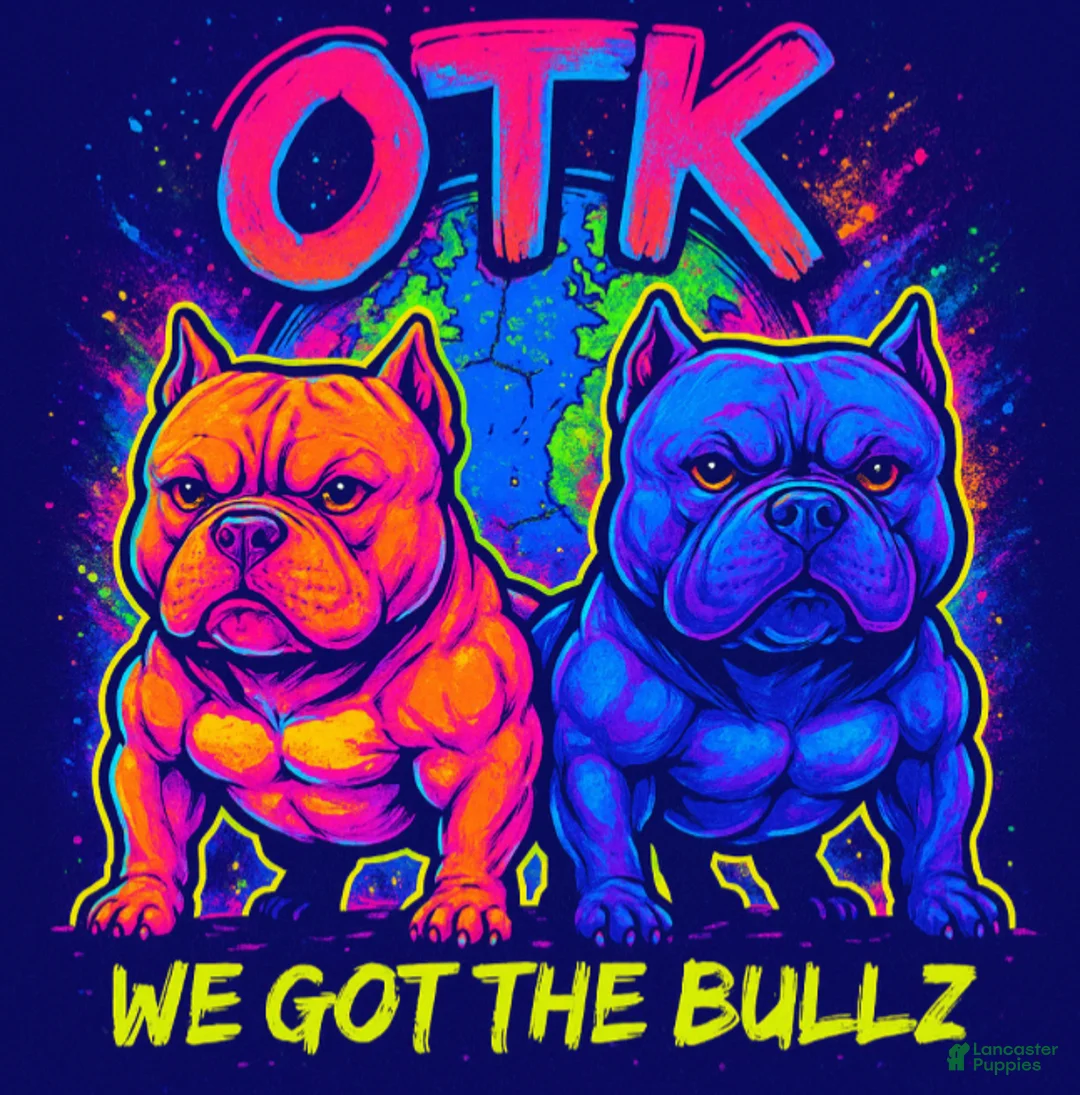 American Bully dogs for sale: American Bully Puppy 1 - Ad 7