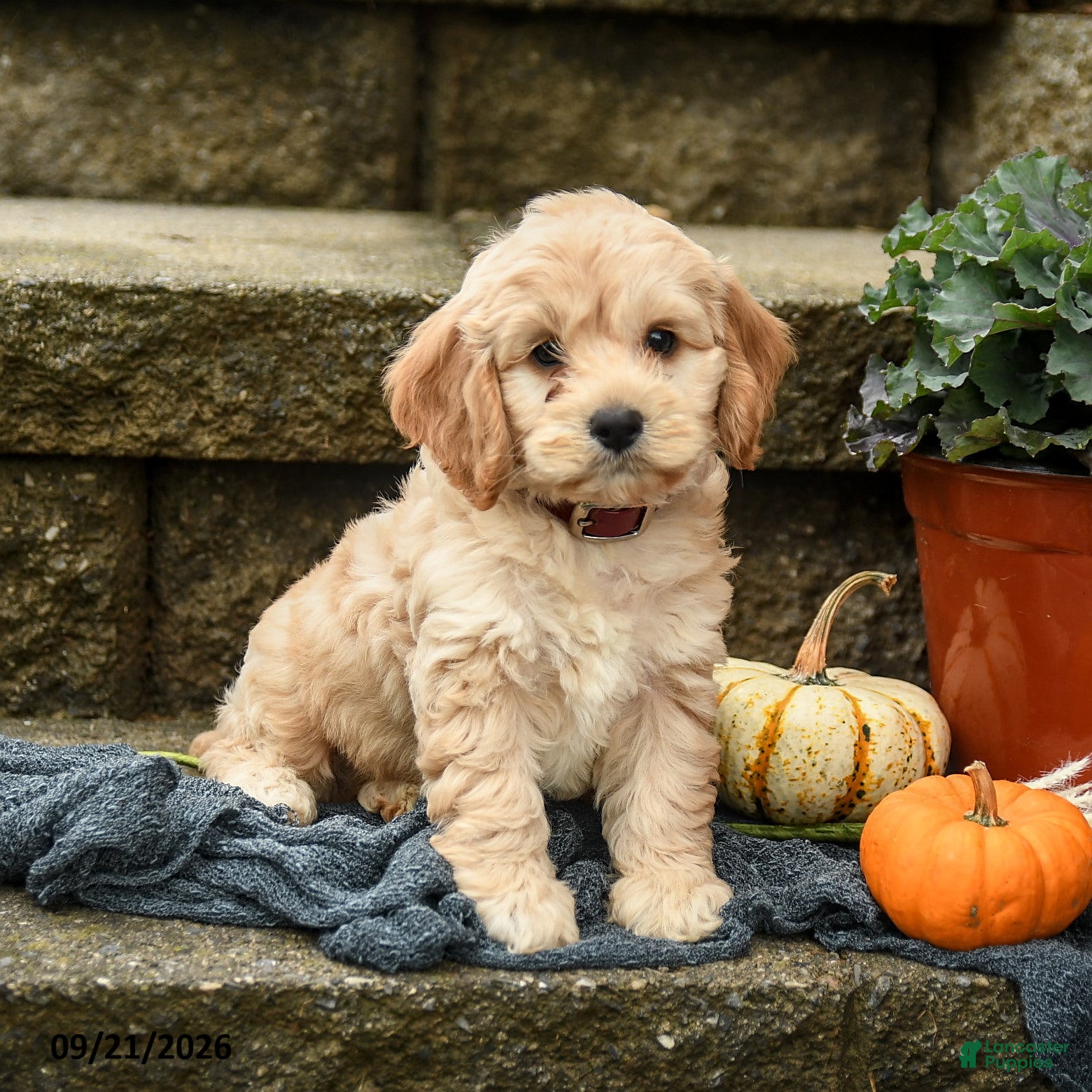 Cockapoo dogs Marshmallow - Ad 2
