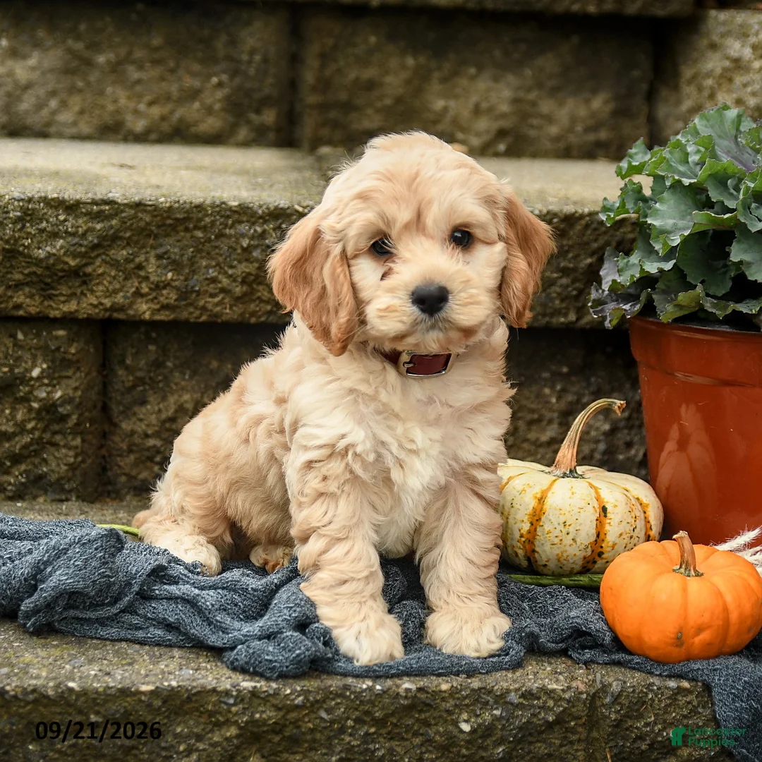 Cockapoo dogs for sale: Marshmallow - Ad 2