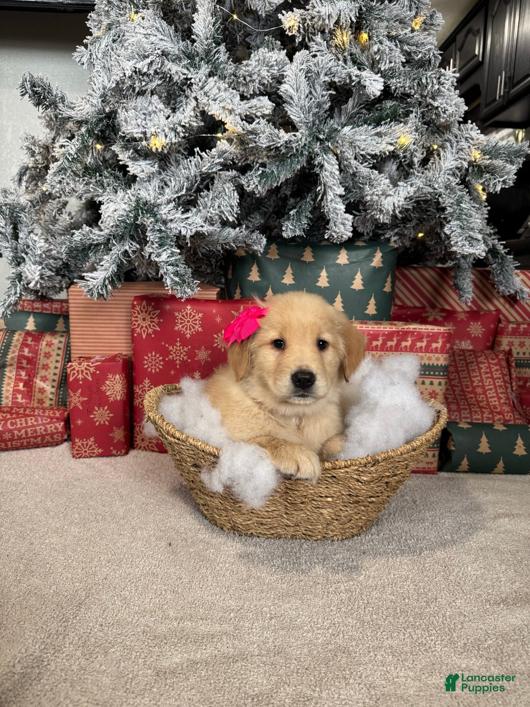 Golden Retriever dogs for sale: Eve - Ad 2