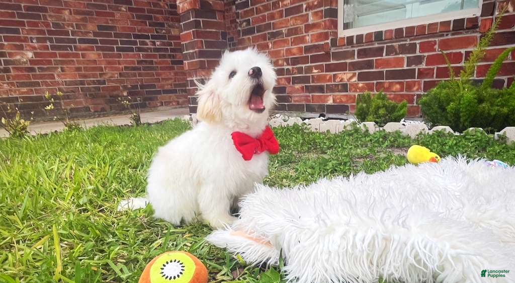 Maltipoo dogs Luke - Ad 2