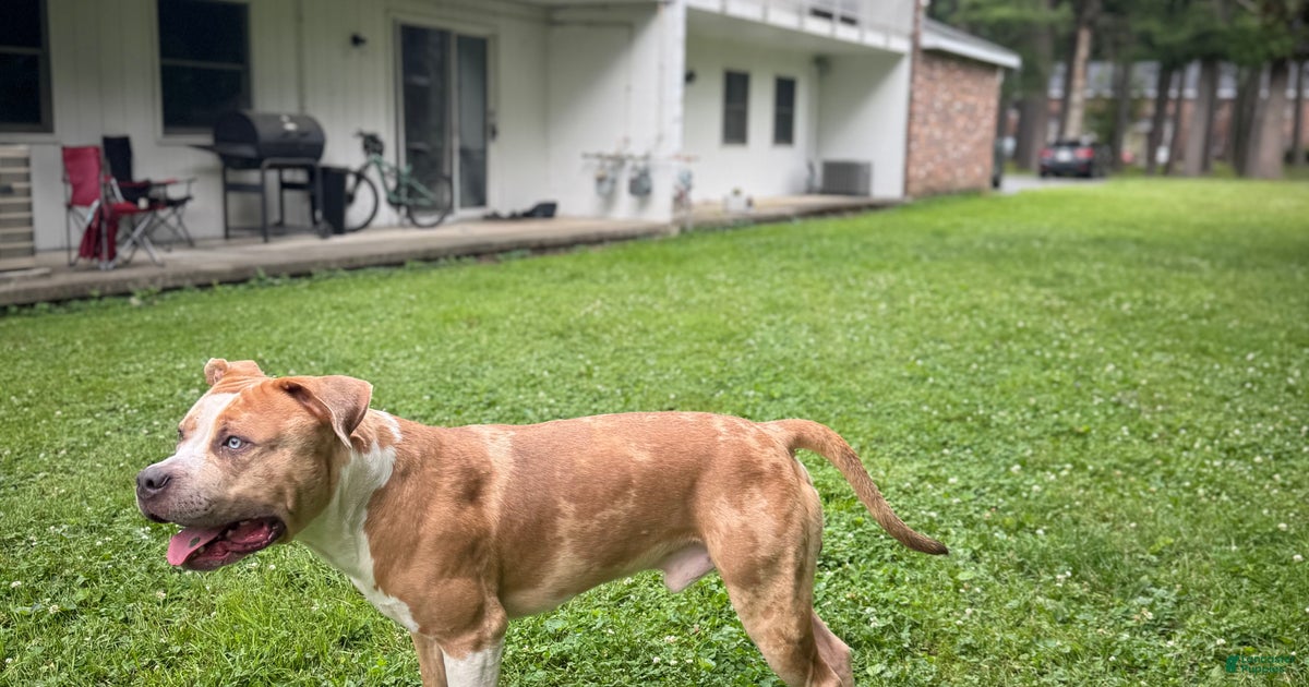 Jupiter for stud in Fort Drum | Lancaster Puppies