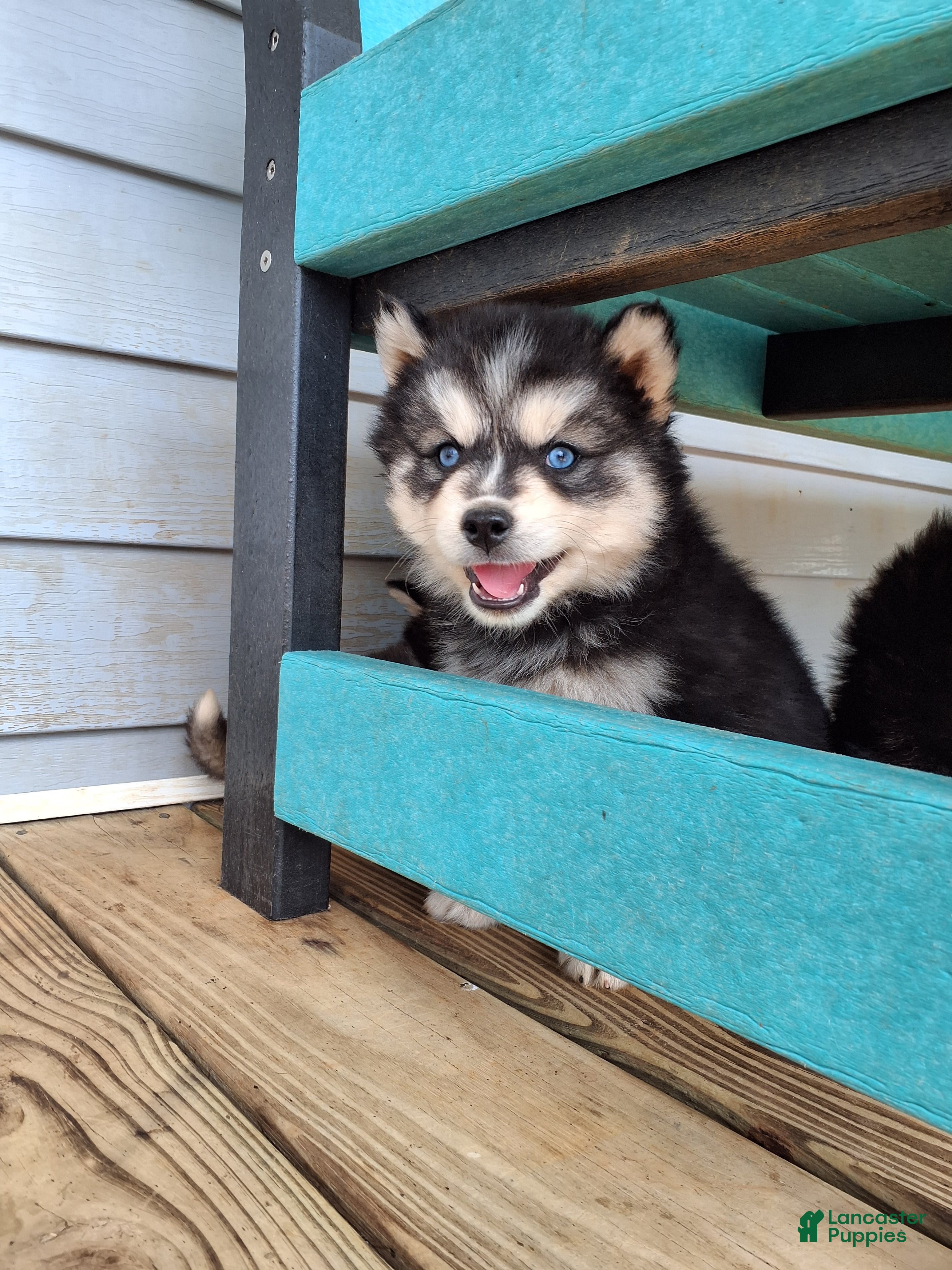 Pomsky dogs Denver - Ad 1