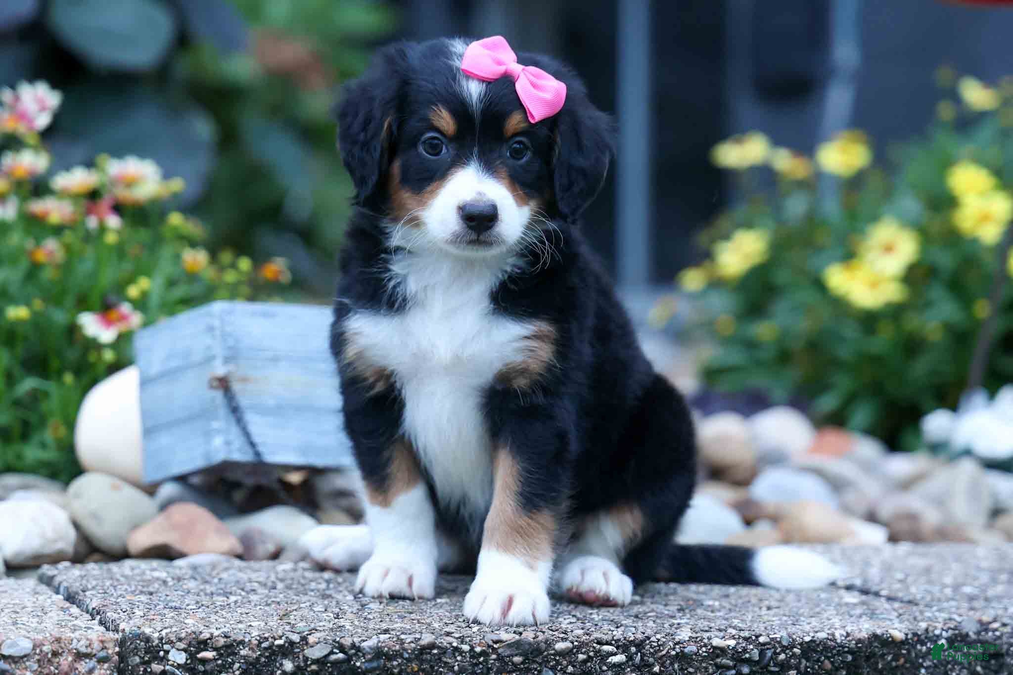 Bernedoodle dogs Yancy ❤️ - Ad 1