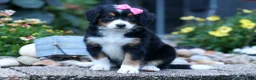 Bernedoodle dogs for sale: Yancy ❤️ - Ad 1