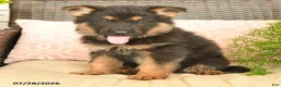 German Shepherd dogs for sale: Lucky - Ad 3