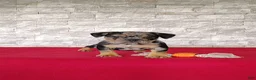 Beabull dogs for sale: Olivia - Ad 7