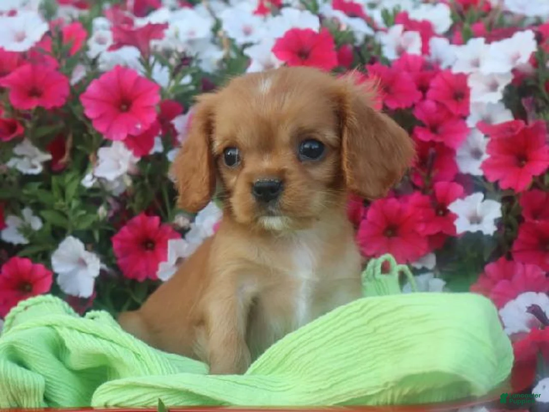 Cavalier King Charles Spaniel dogs for sale: Cavalier King Charles Spaniel 1 - Ad 1