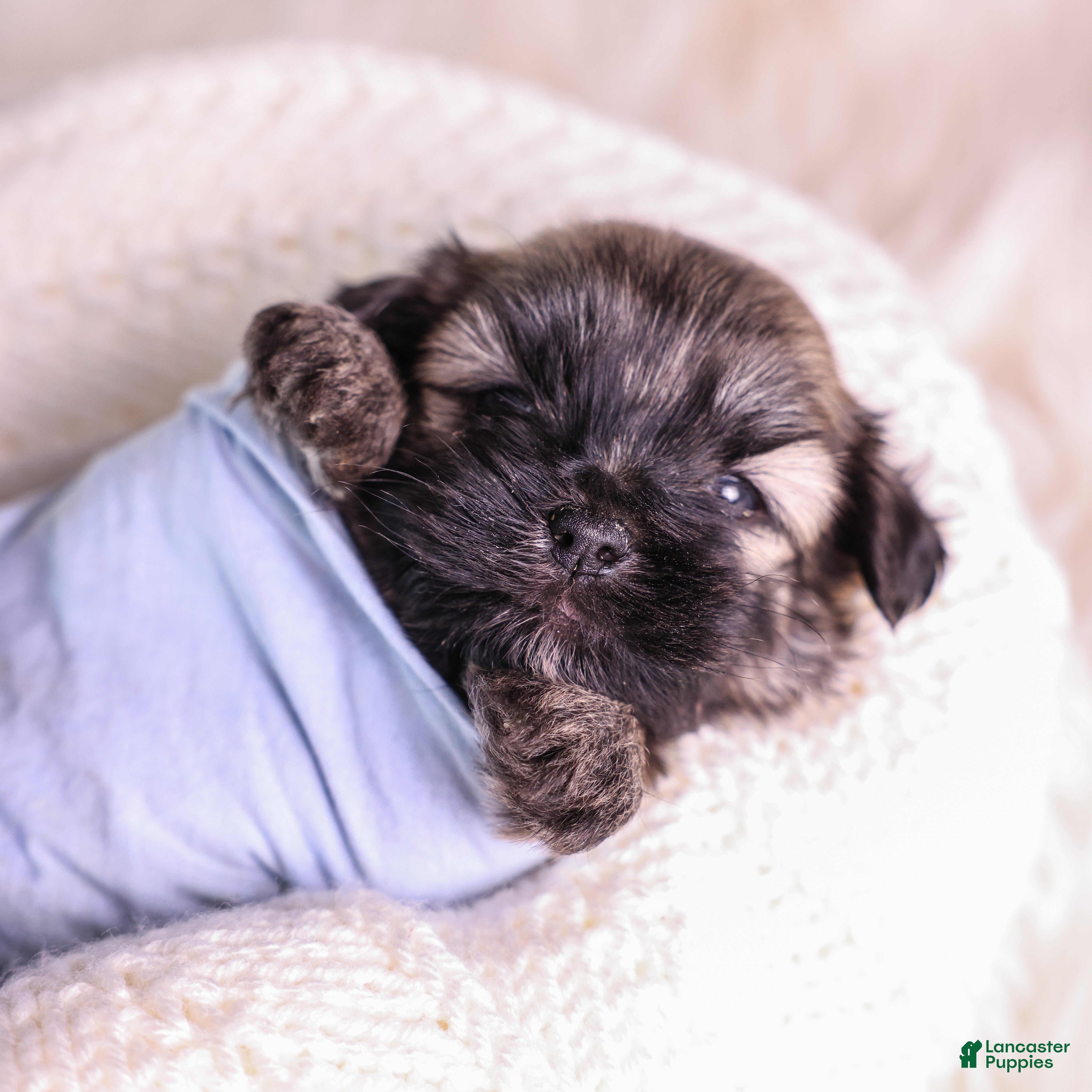 Mixed Breed dogs Liberty - Ad 1