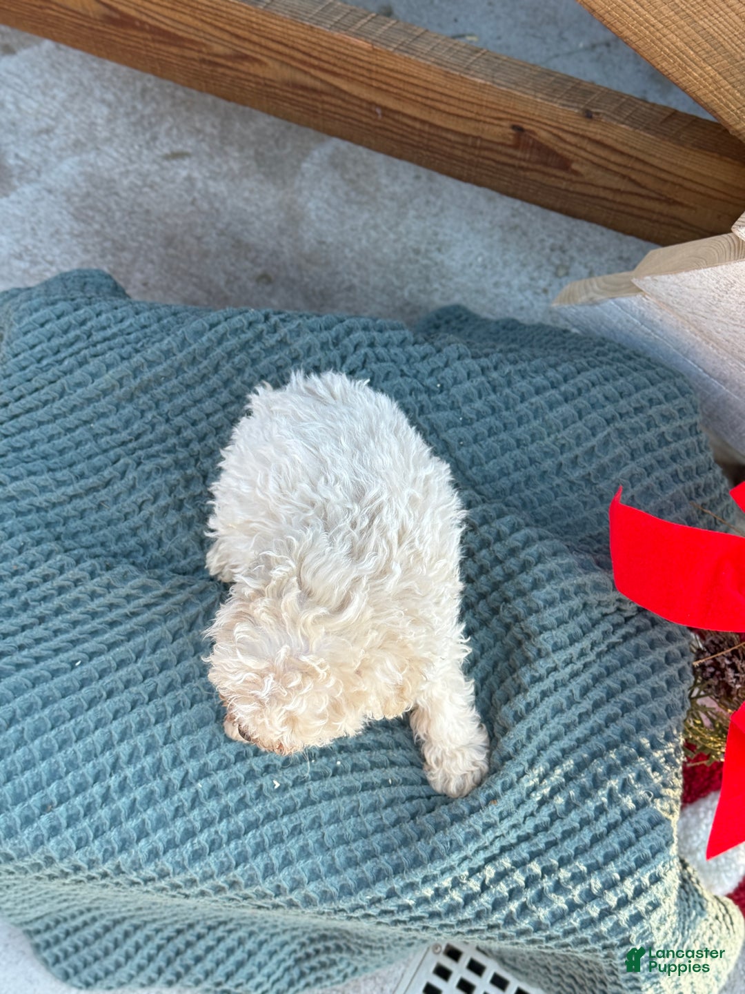 Bichpoo dogs for sale: Levi - Ad 4